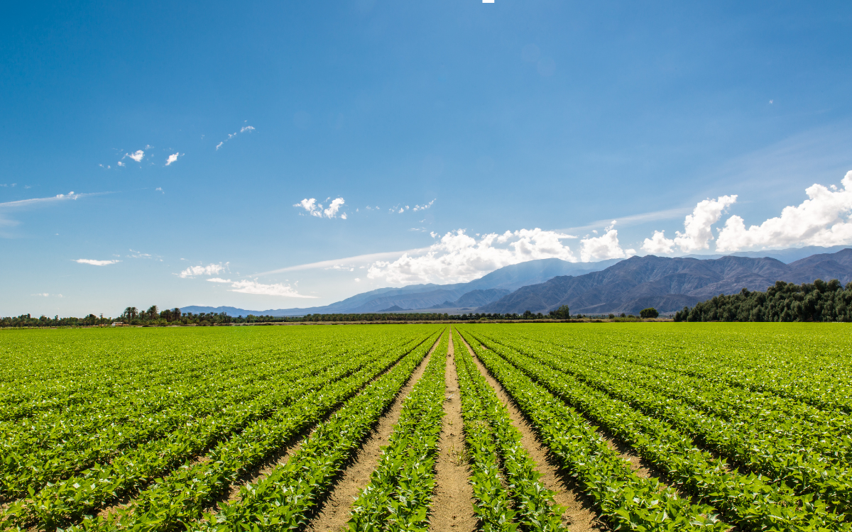 How CRP Programs Work and How to Enroll Your Land Near Salida, Colorado